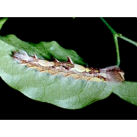 Morpho peleides (helenor) 10 larvae Morpho peleides (helenor) 10 larvae